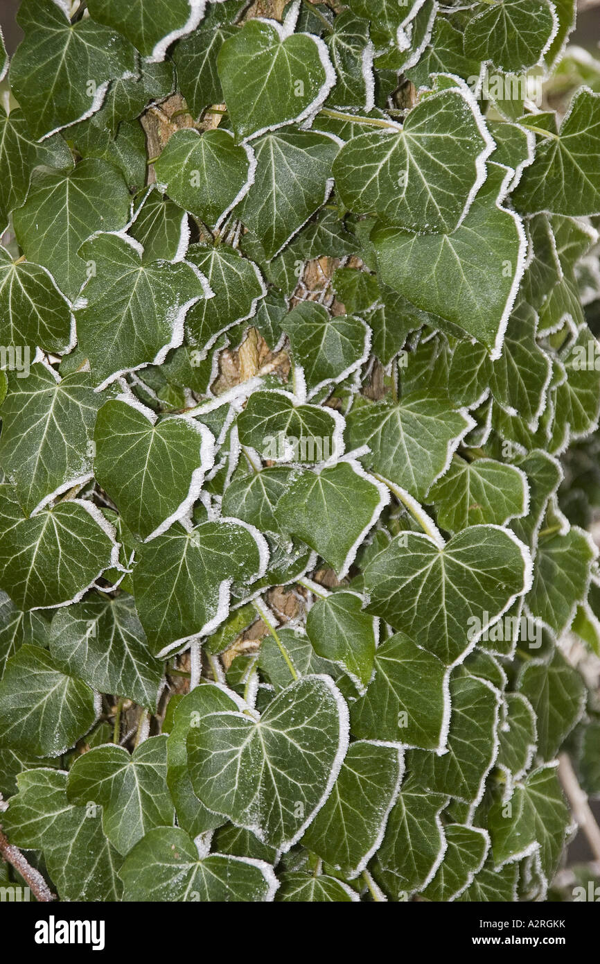 frost on ivy leaves Stock Photo Alamy