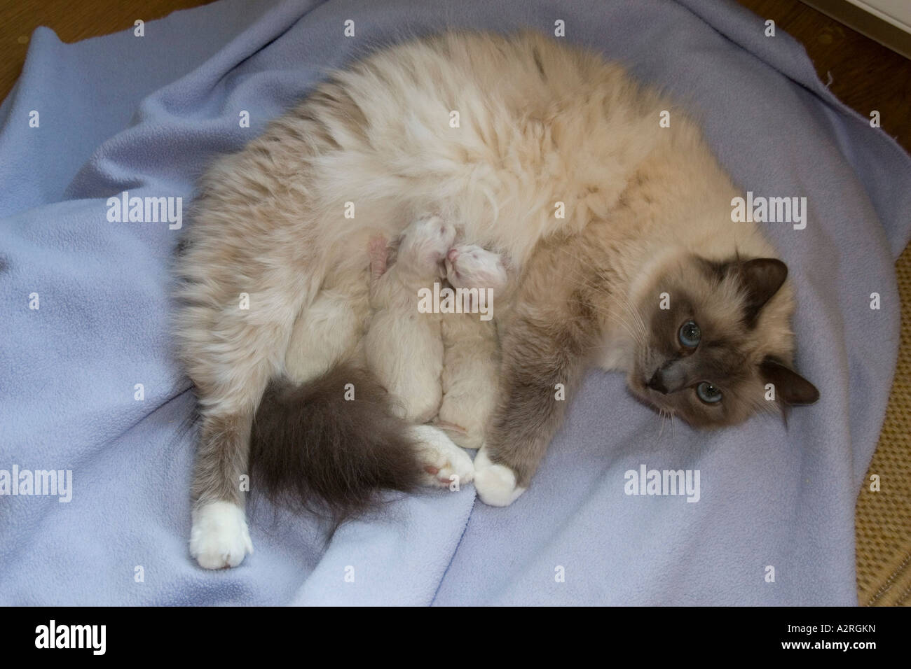 Birman cat female with day old blue point kittens Stock Photo - Alamy