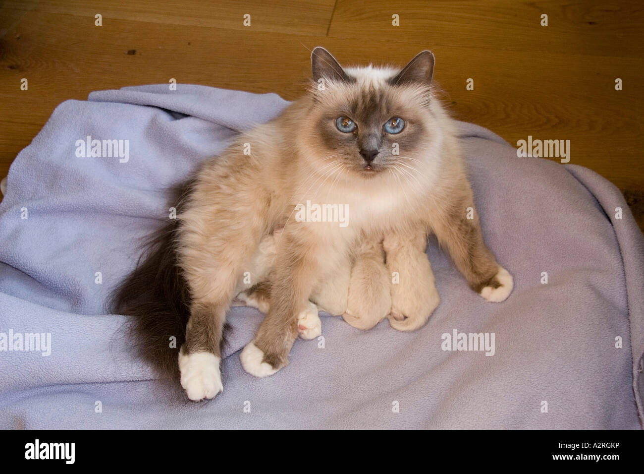 Birman cat female with day old blue point kittens Stock Photo - Alamy