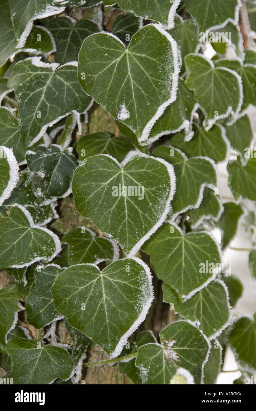 Frost on ivy leaves Stock Photo Alamy