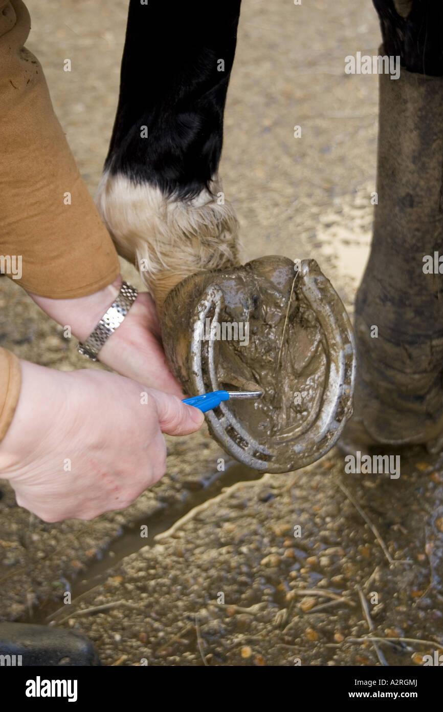 Picking out horses hoof Stock Photo Alamy