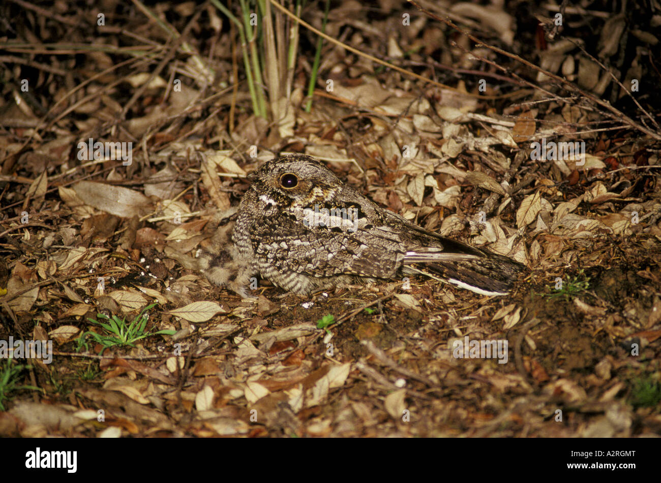 Fiery necked Nightjar Caprimulgus pectoralis male with young Stock Photo