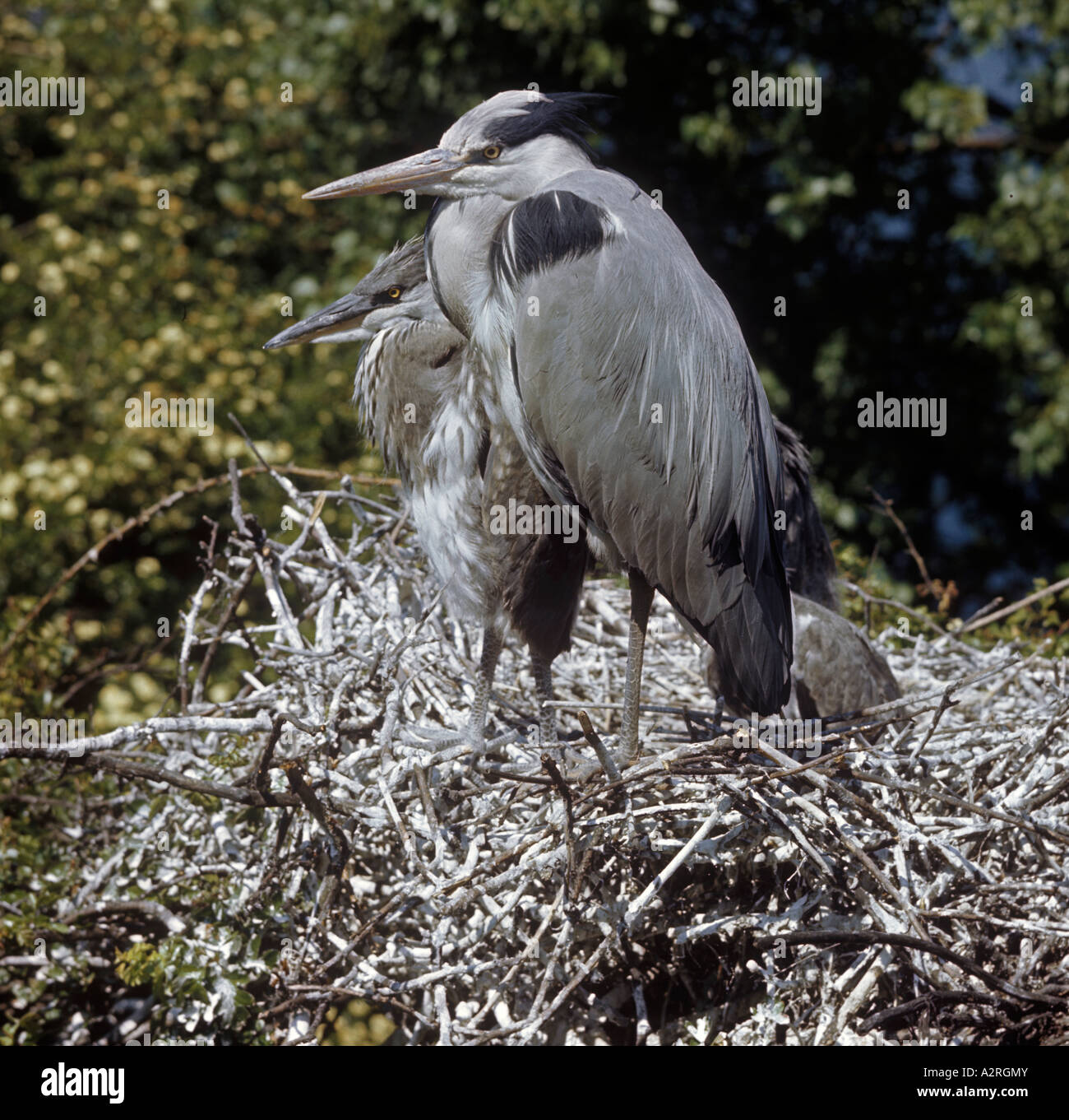 Grey Heron Ardea cinerea at nest with young taken by Eric Hosking on early kodachrome film - 1940's Stock Photo