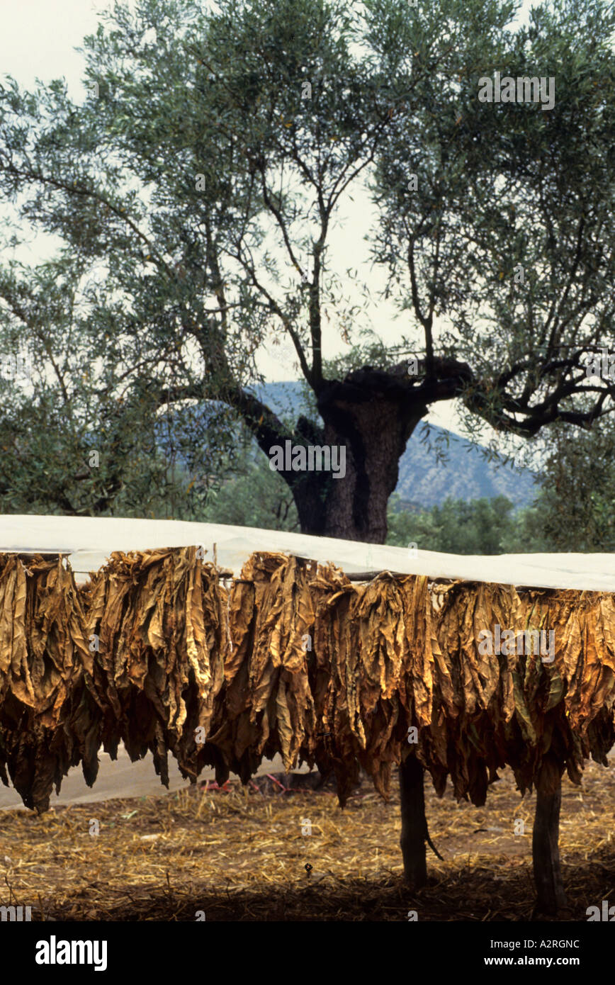 Greek tobacco hires stock photography and images Alamy
