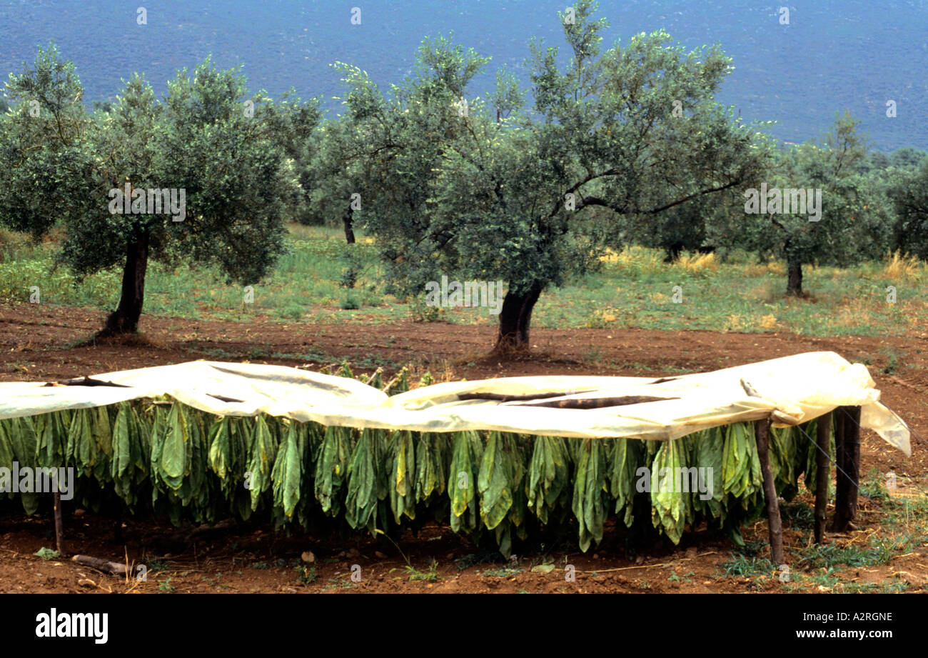 Greek tobacco hires stock photography and images Alamy