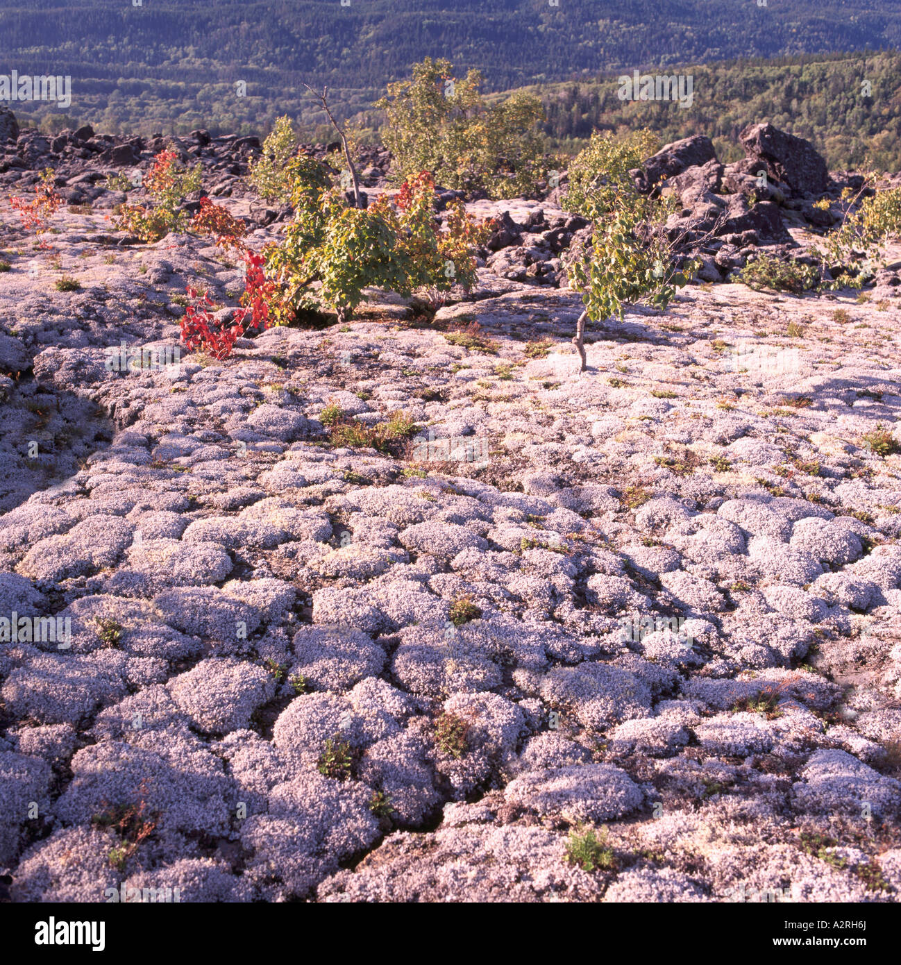 Nisga'a Memorial Lava Bed Provincial Park near New Aiyansh, Northern BC