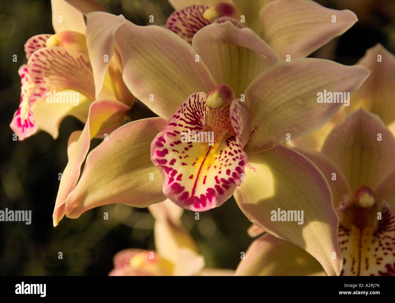 Cymbidium Orchid Stock Photo