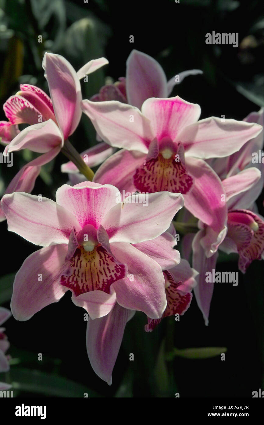 Cymbidium Orchids Stock Photo