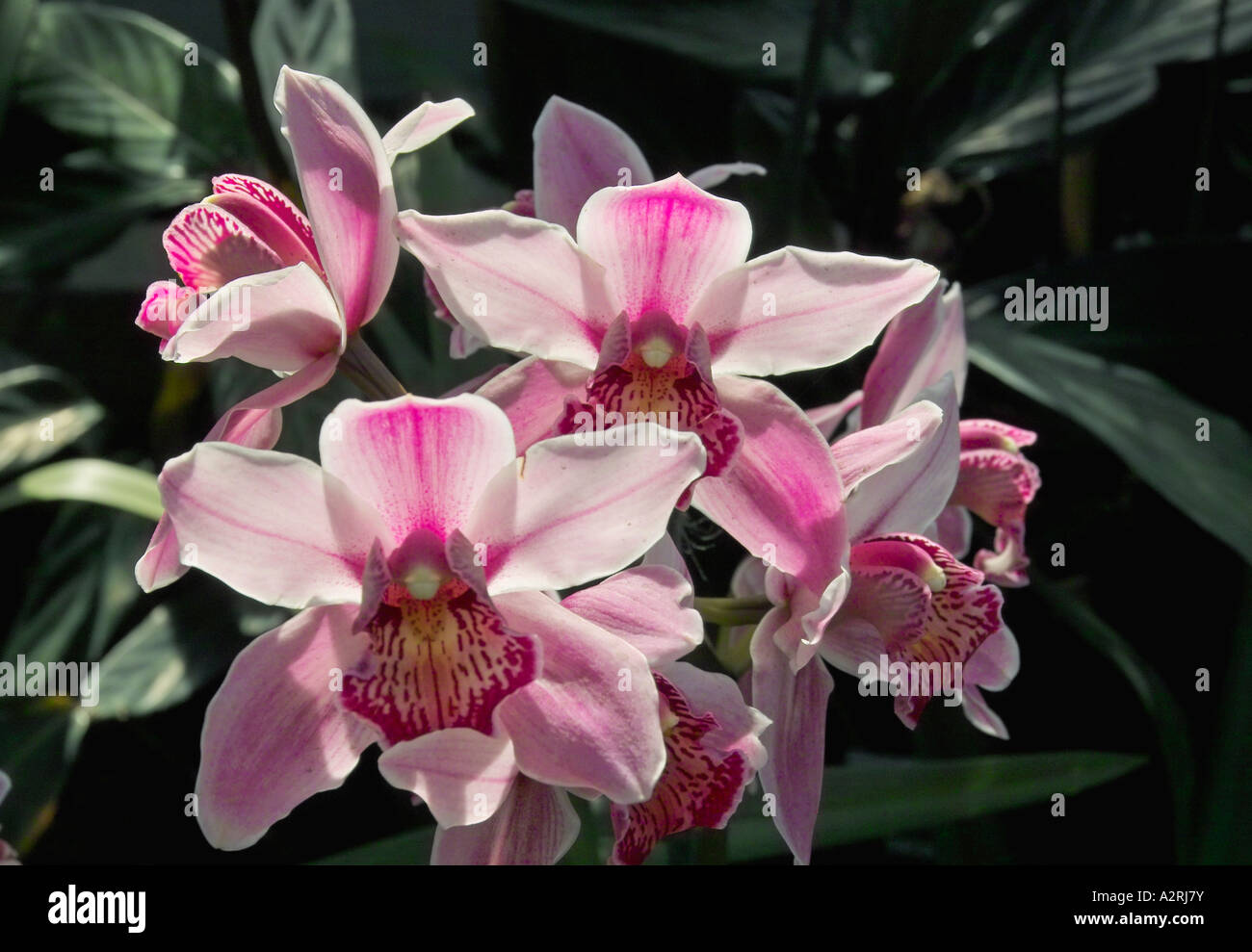 Cymbidium Orchids Stock Photo