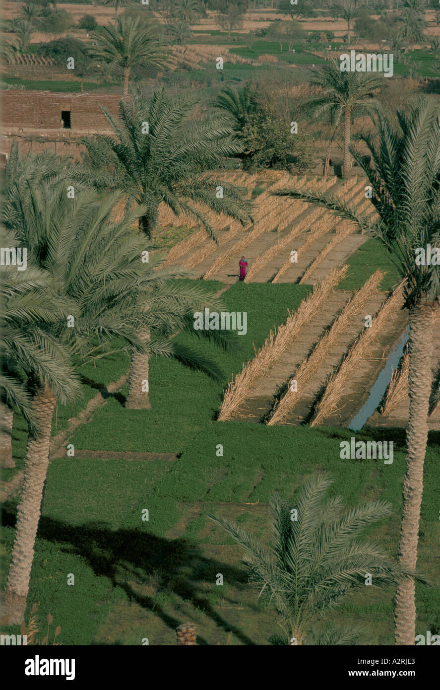 Egypt egyptian farming agriculture hires stock photography and images