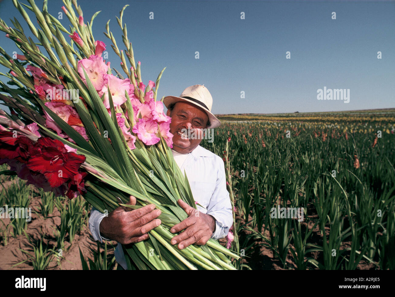 mexican flower picker in san diego california Stock Photo