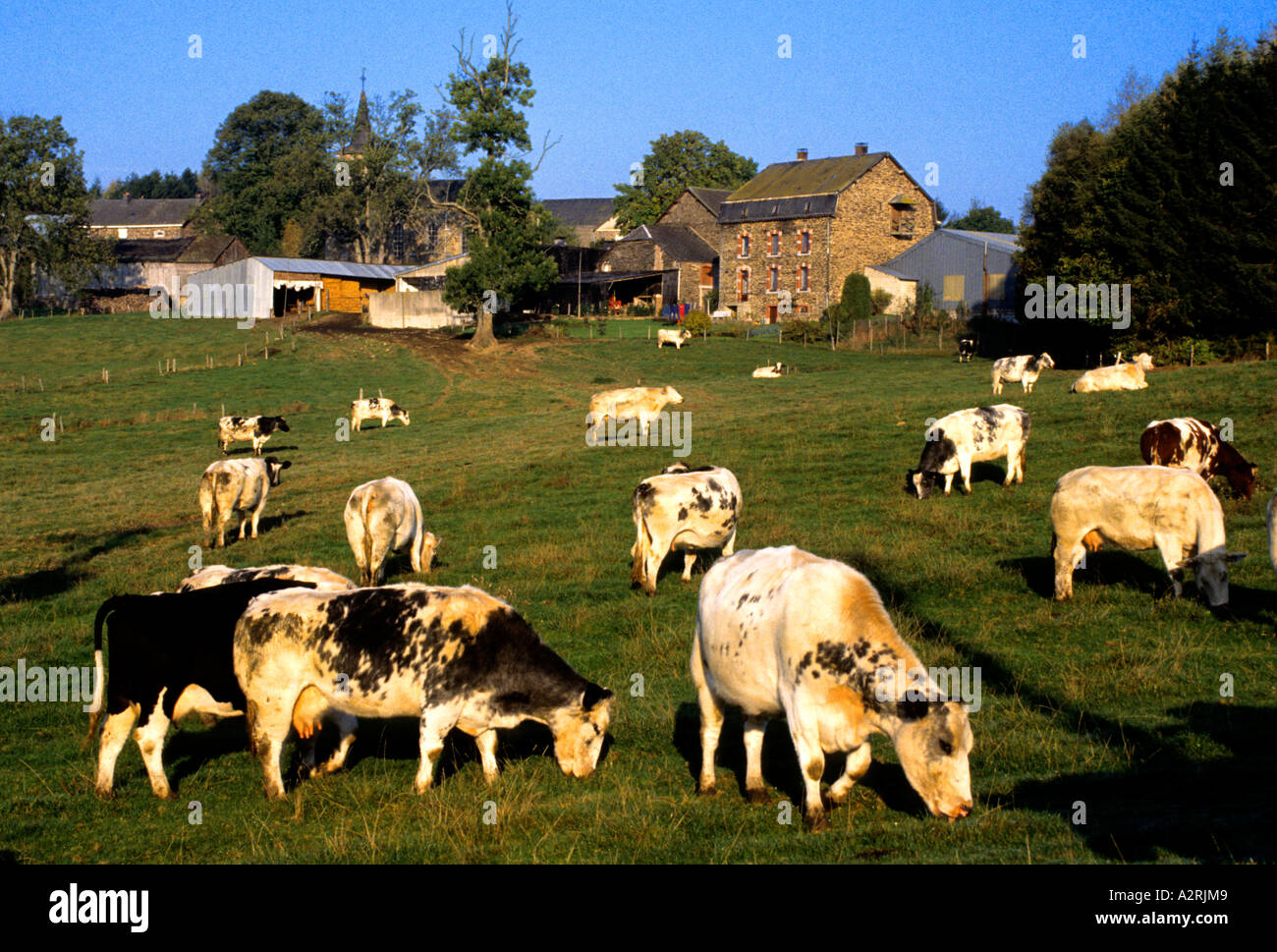 Belgium Ardenne Ardennes White cow cows Farm Stock Photo