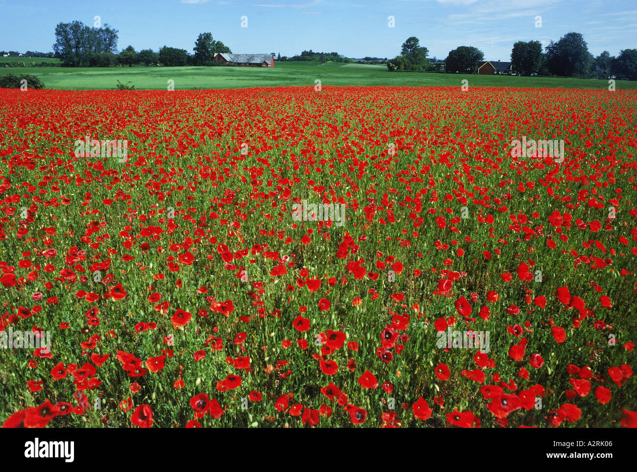 Flanders Poppies on farm in Southern Sweden Stock Photo