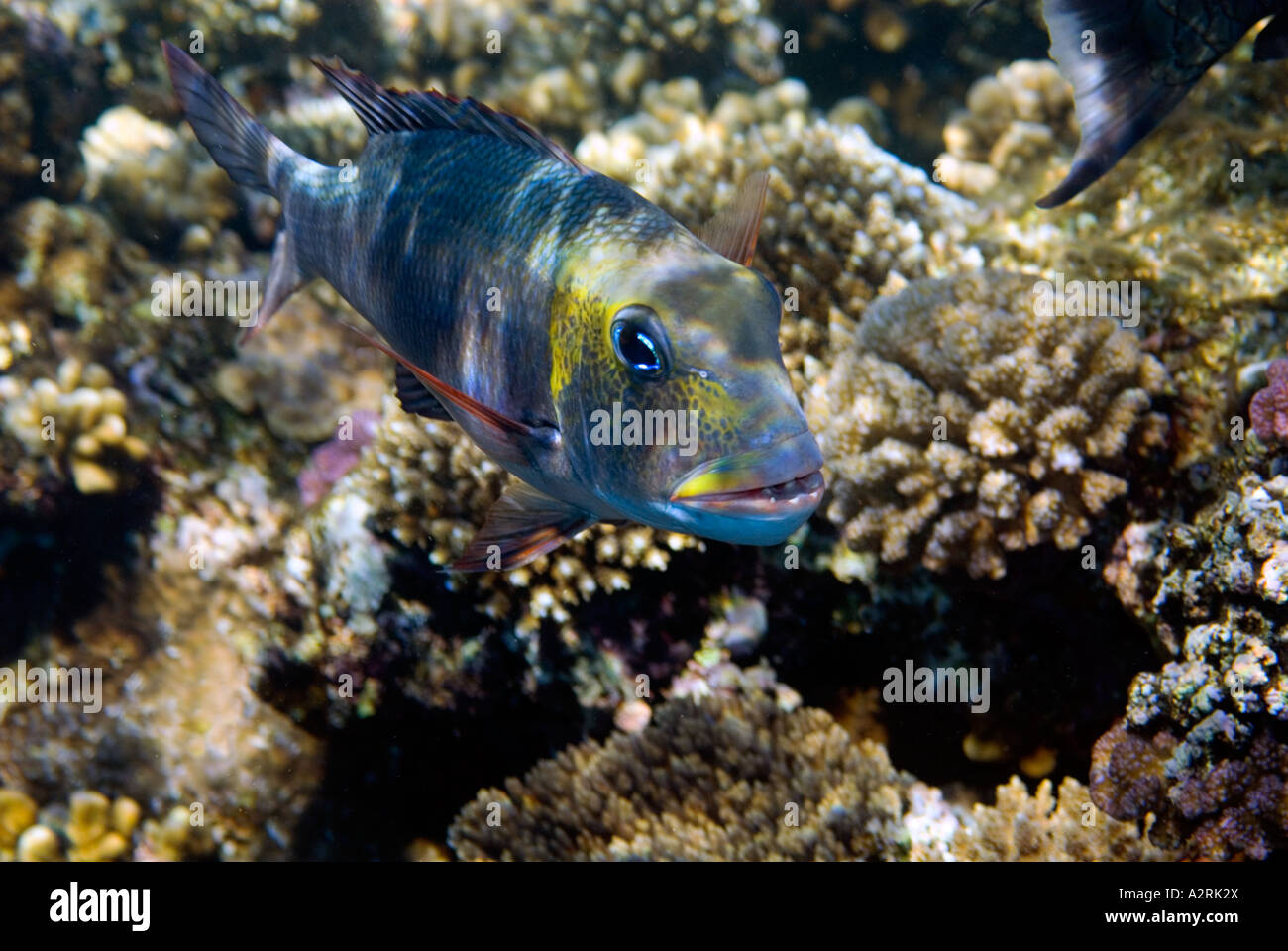 BIG EYE EMPEROR fish monotaxis grandoculis  reef  RED SEA Sharm El Sheikh EGYPT Stock Photo