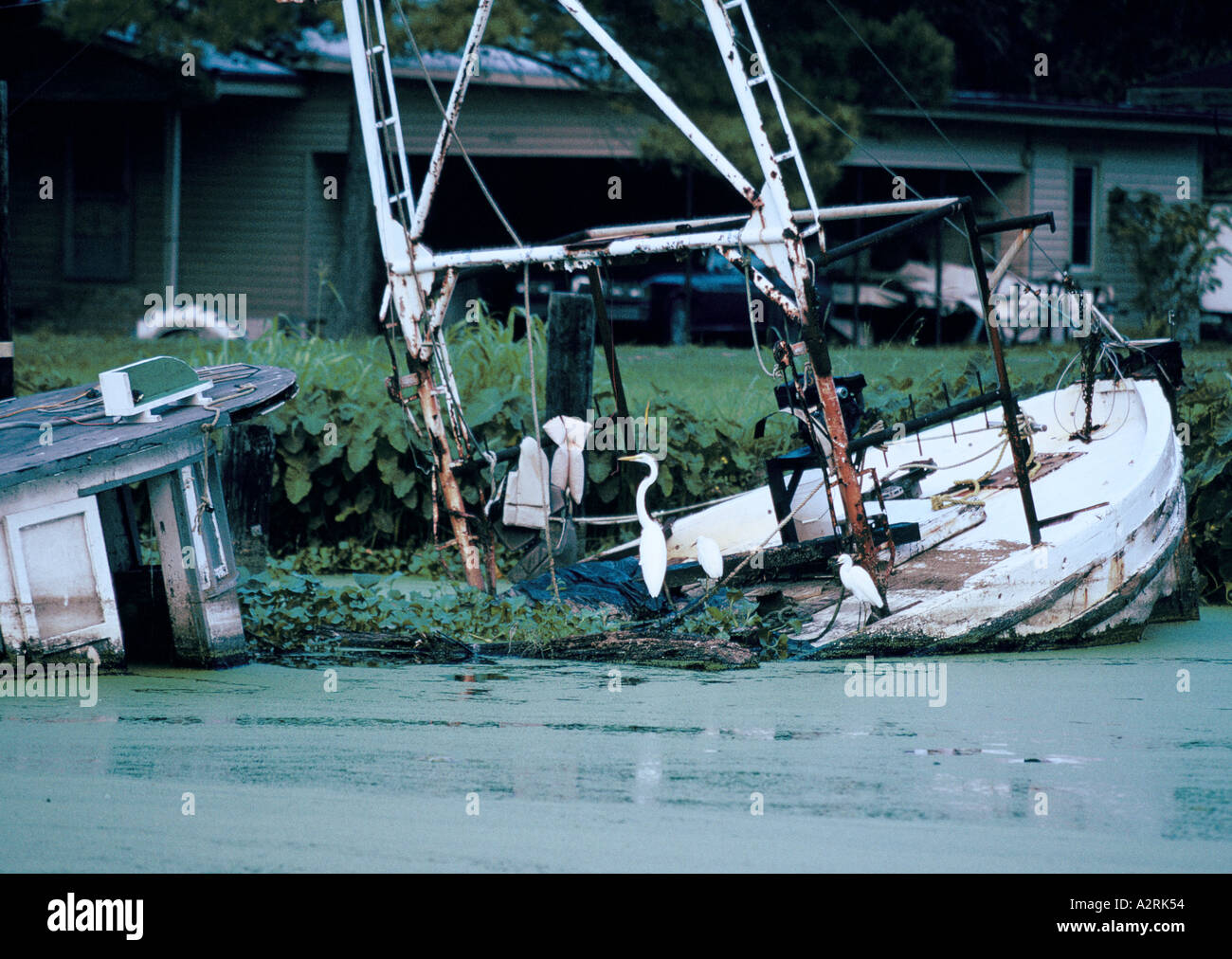 cajun culture louisiana sunken shrimping boat on bayou lafourche mexican gulf is traditional