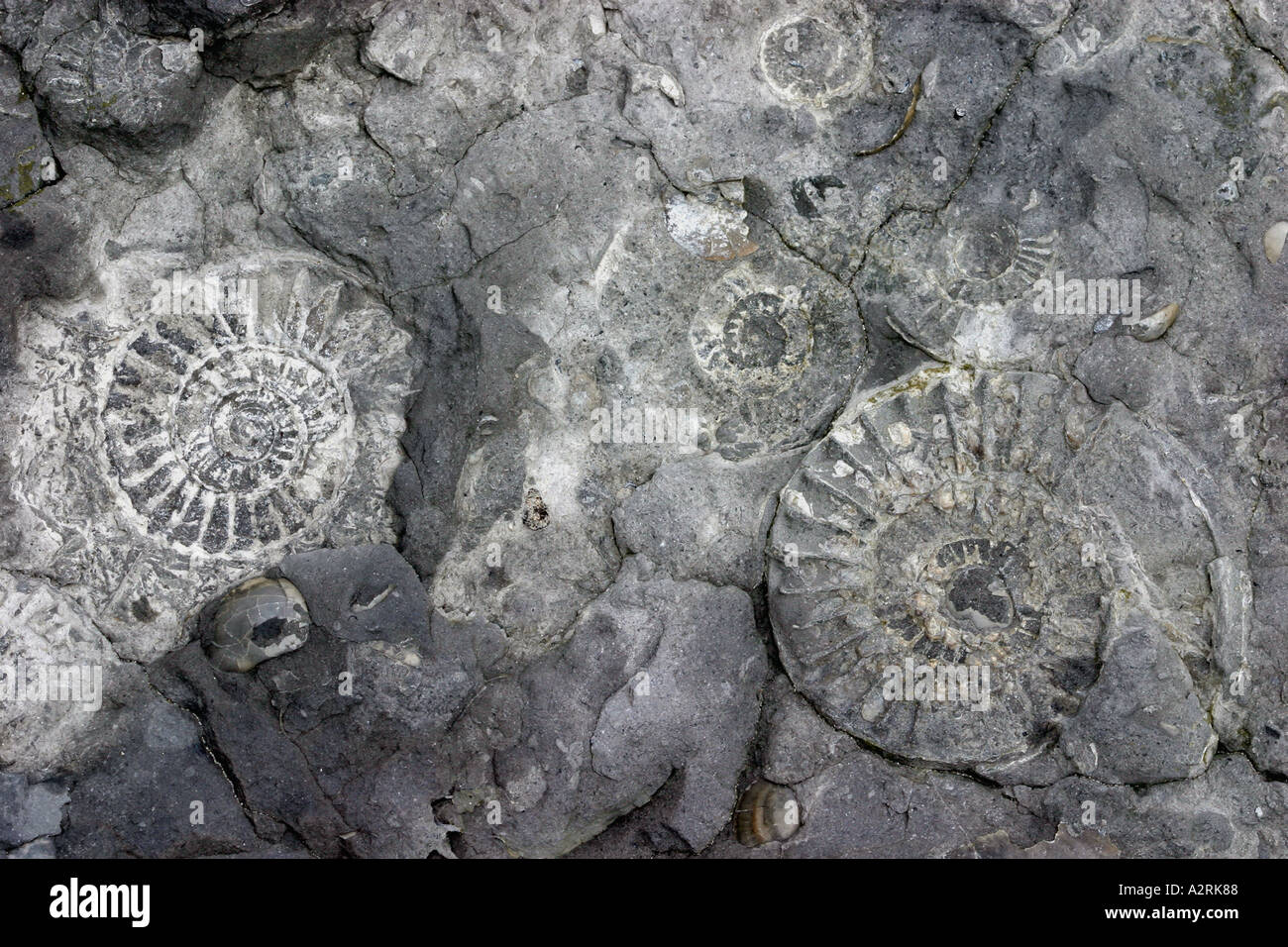 Ammonite imprints in rocks Charmouth Beach Dorset England UK Stock Photo