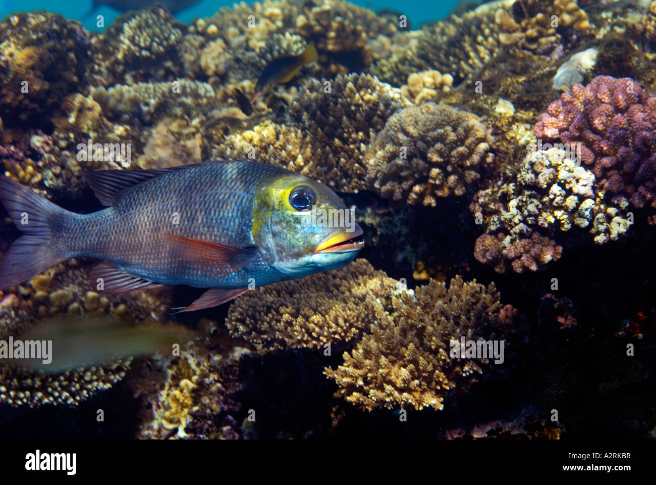 BIG EYE EMPEROR fish monotaxis grandoculis  reef  RED SEA Sharm El Sheikh  EGYPT bigeye Stock Photo