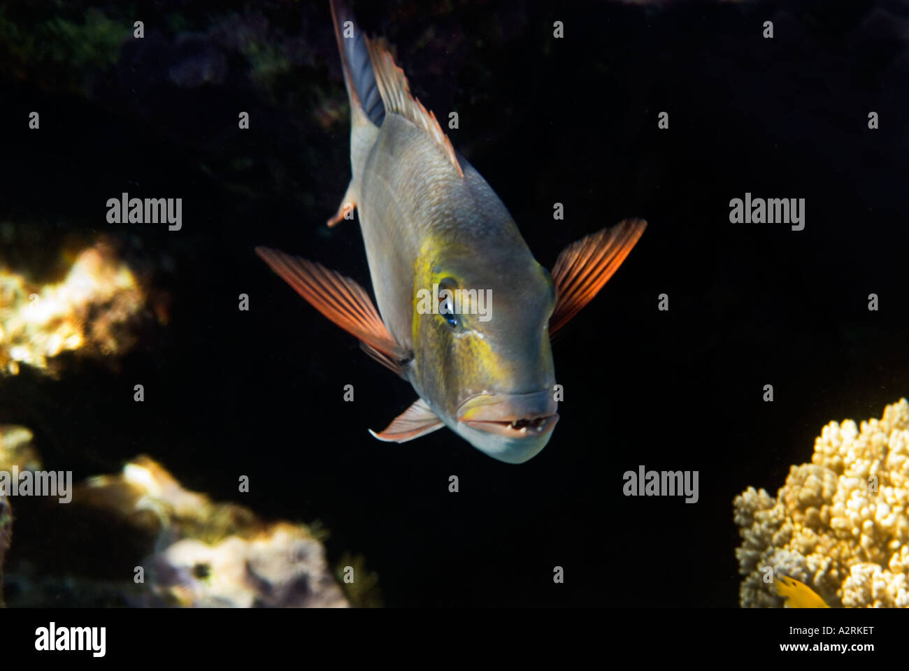 BIG EYE EMPEROR fish monotaxis grandoculis  reef  RED SEA Sharm El Sheikh  EGYPT bigeye Stock Photo