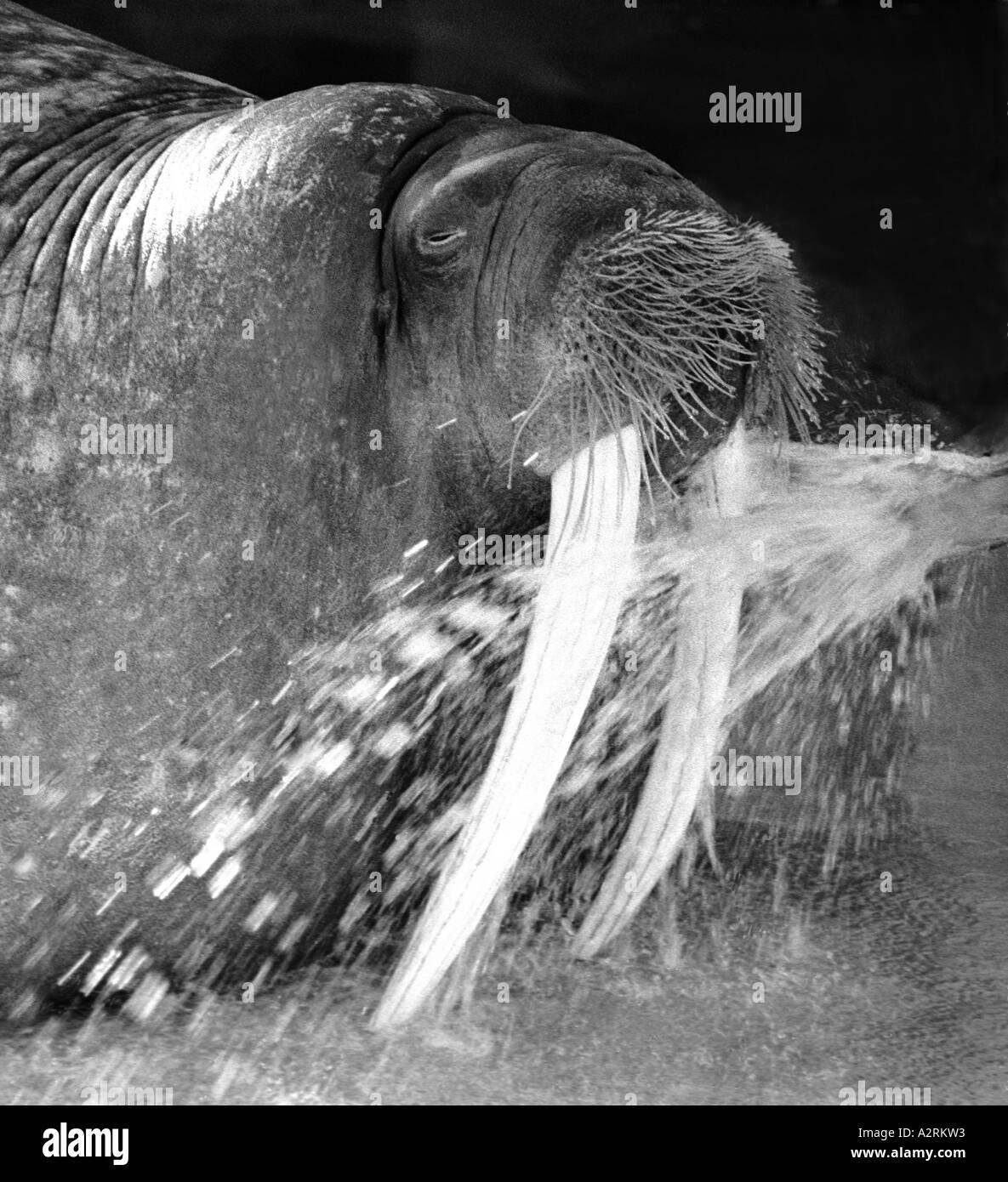 Washing Walrus. Picture by Arthur Steel arthursteel Stock Photo