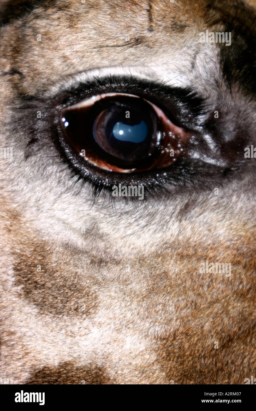 Giraffe Eyes Close Up