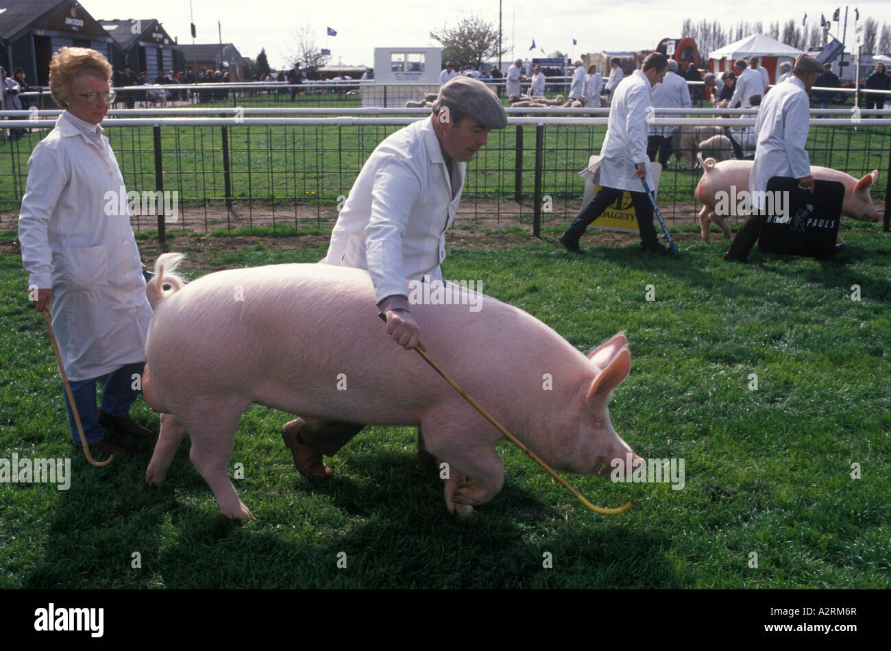 County Show 1990s UK. Pigs to competition. Nottingham County Show Newark Nottinghamshire England 90s  HOMER SYKES Stock Photo