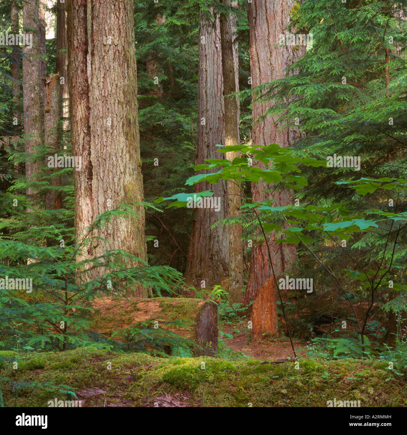Douglas Fir Trees (Pseudotsuga menziesii) grow in Cathedral Grove - an Old Growth Temperate Rainforest, British Columbia, Canada Stock Photo