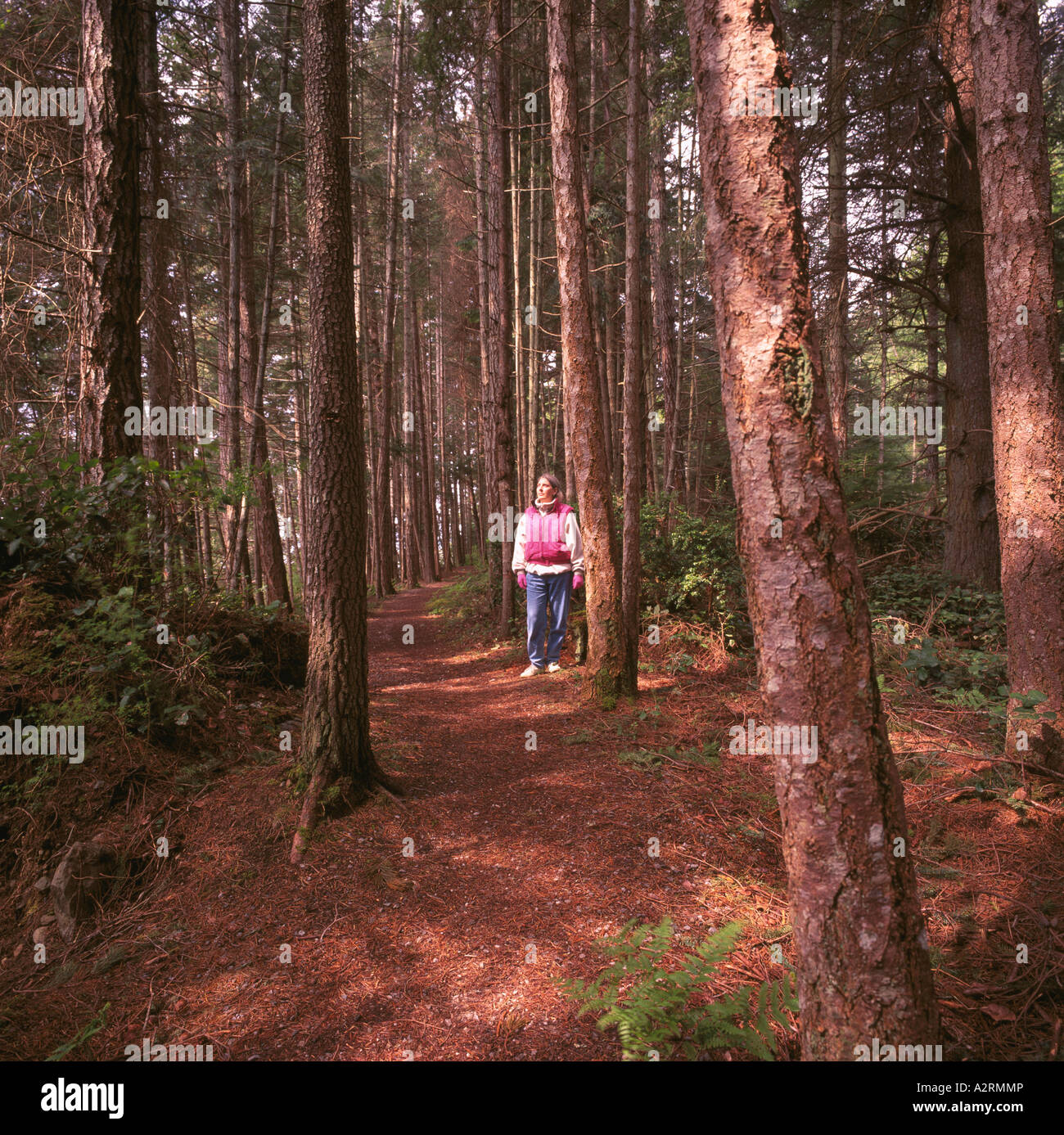 Hiker walking on Forest Path through Douglas Fir Trees (Pseudotsuga menziesii) growing on Texada Island British Columbia Canada Stock Photo