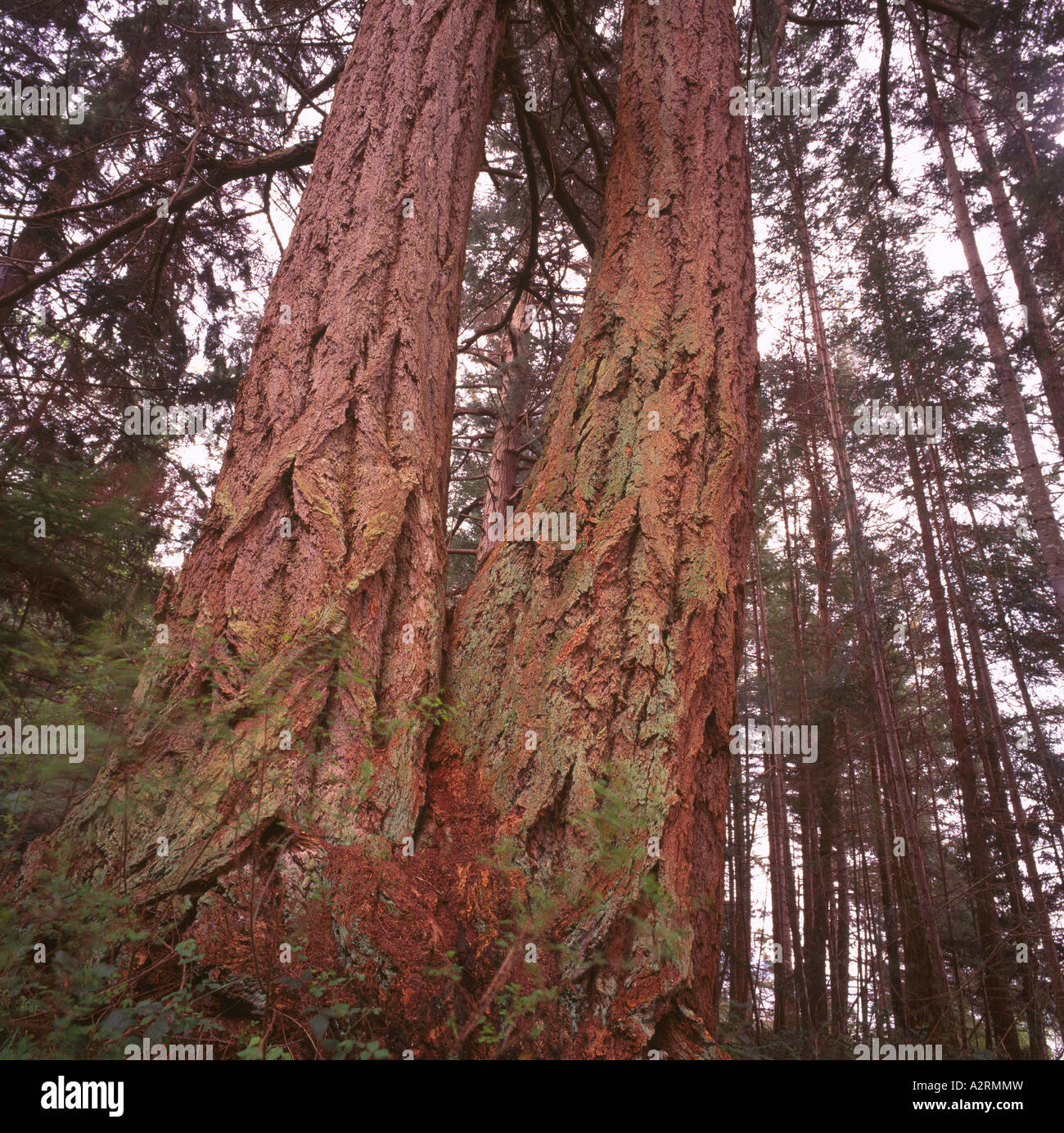 Douglas Fir Trees (Pseudotsuga menziesii) growing in a Temperate Rainforest on Texada Island British Columbia Canada Stock Photo