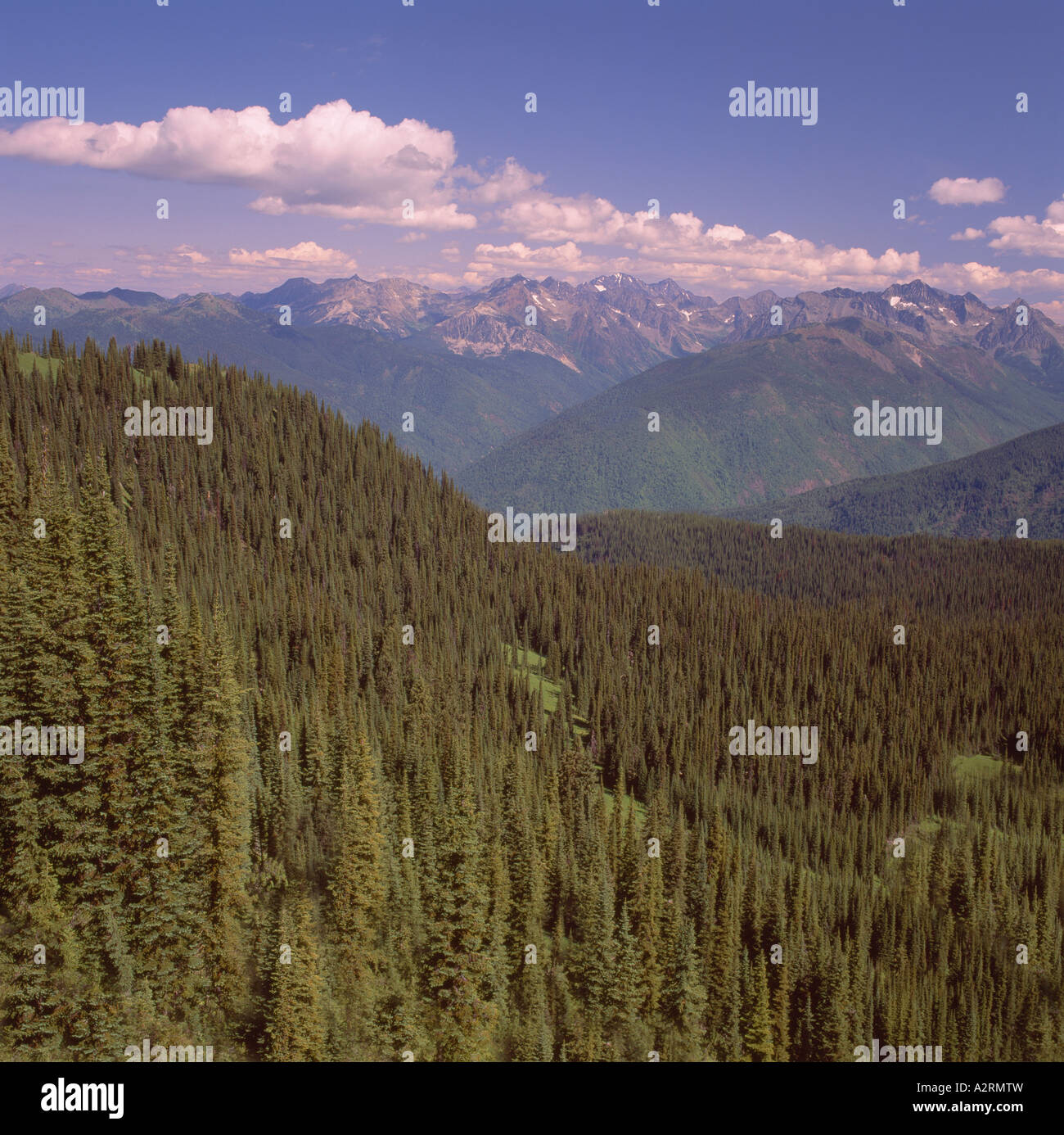Mixed Coniferous Forests in the Selkirk Mountains in the Kootenay Region of British Columbia Canada Stock Photo