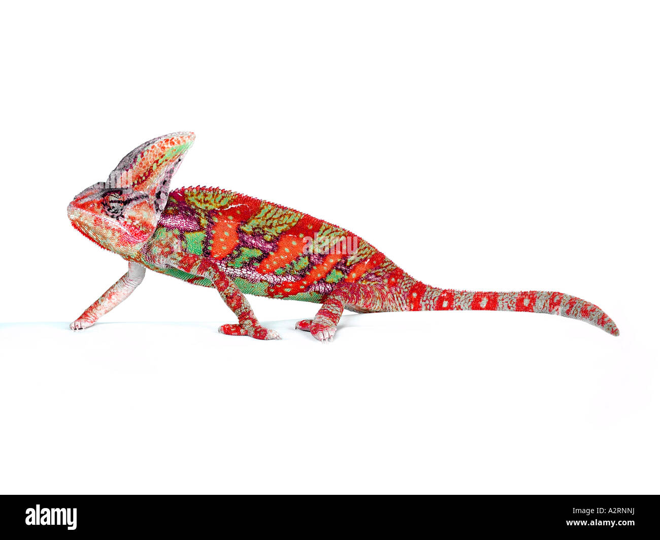 Saturated colorful Cut Out Stock Images & Pictures - Alamy