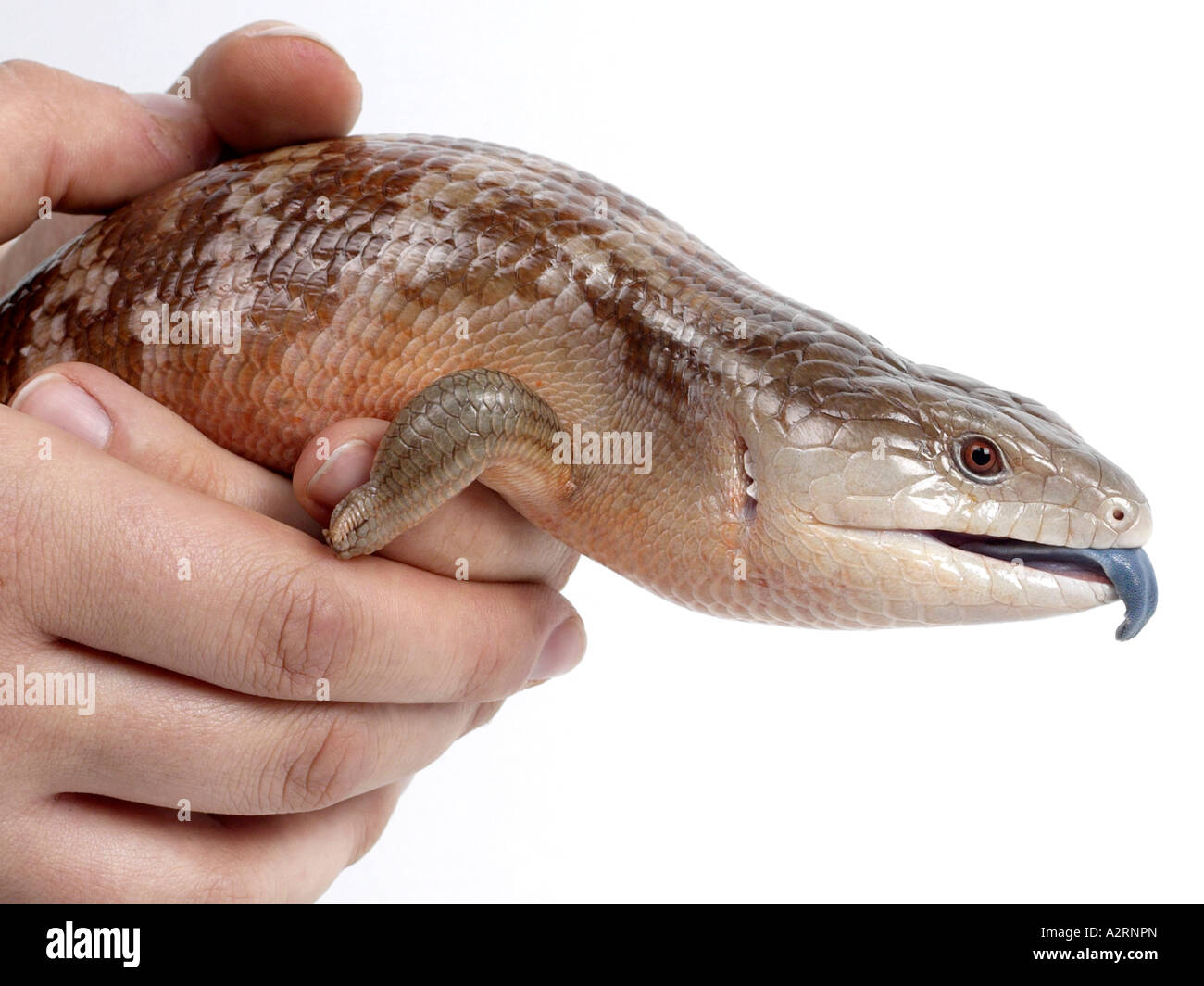 A skink sticking his blue tongue out to sample the air. Stock Photo