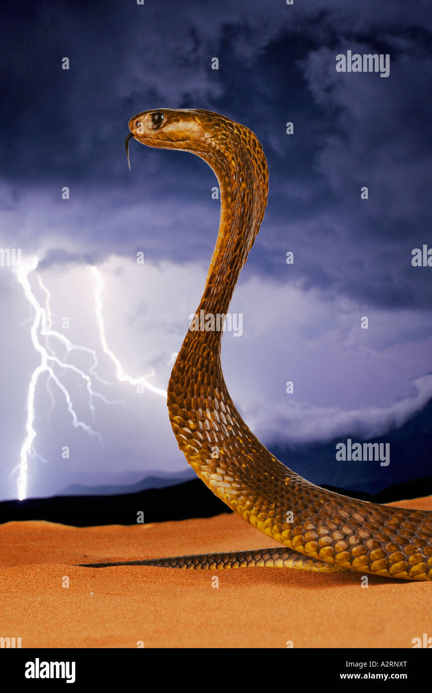 Cape Cobra Naja nivea With With lightning in background. South Africa Stock Photo