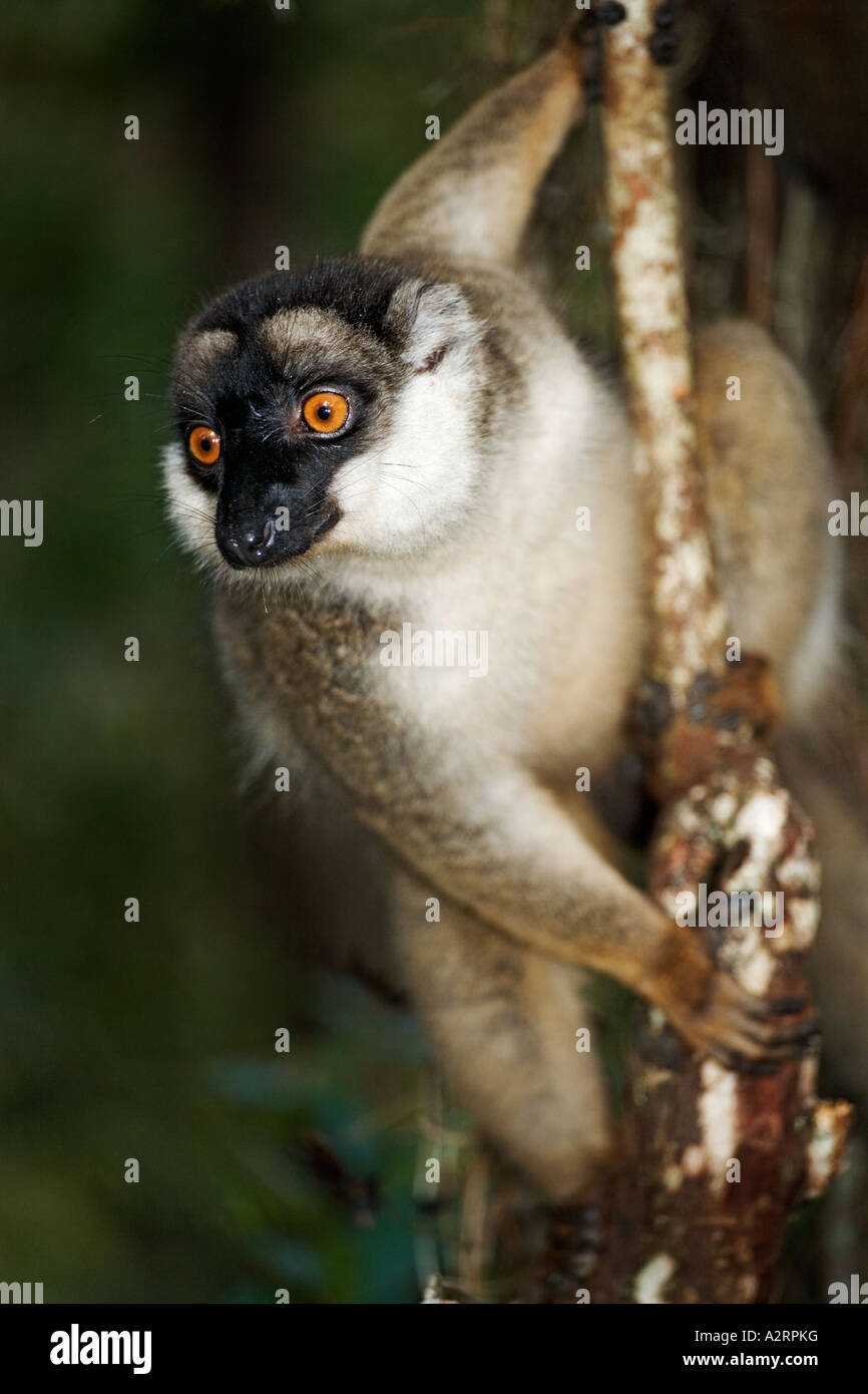 Common Brown Lemur Eulemur fulvus fulvus Dist Madagascar Stock Photo