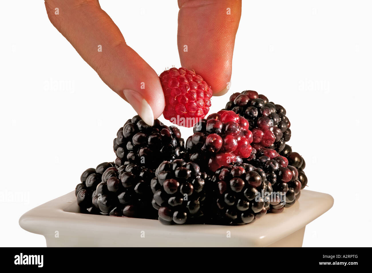 Raspberry being picked out of white bowl filled with blackberries White background Model released Stock Photo