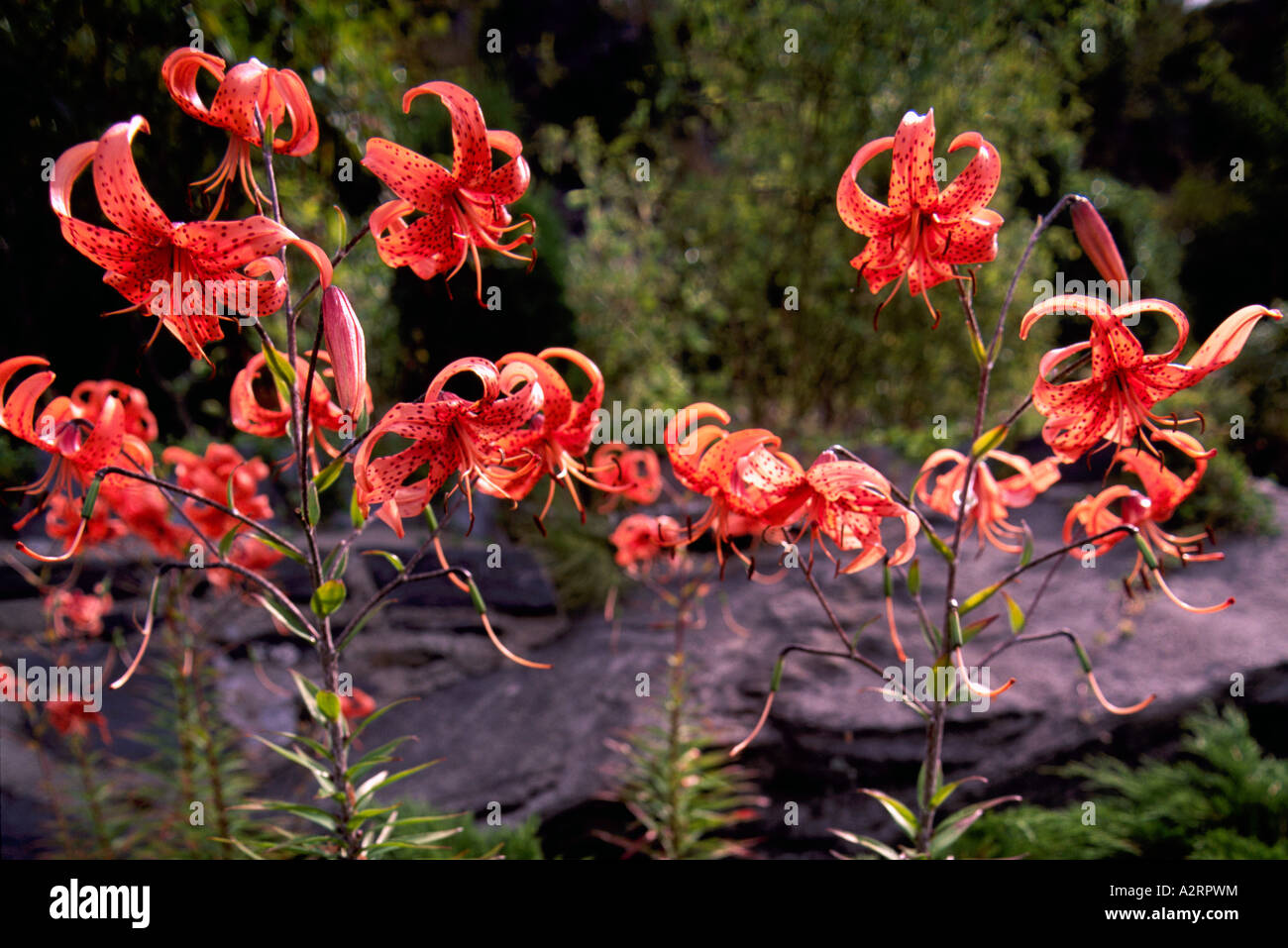 Wood Lily (Lilium philadelphicum) in bloom - Red Wild Flowers / Wildflowers blooming in Spring, BC, British Columbia, Canada Stock Photo