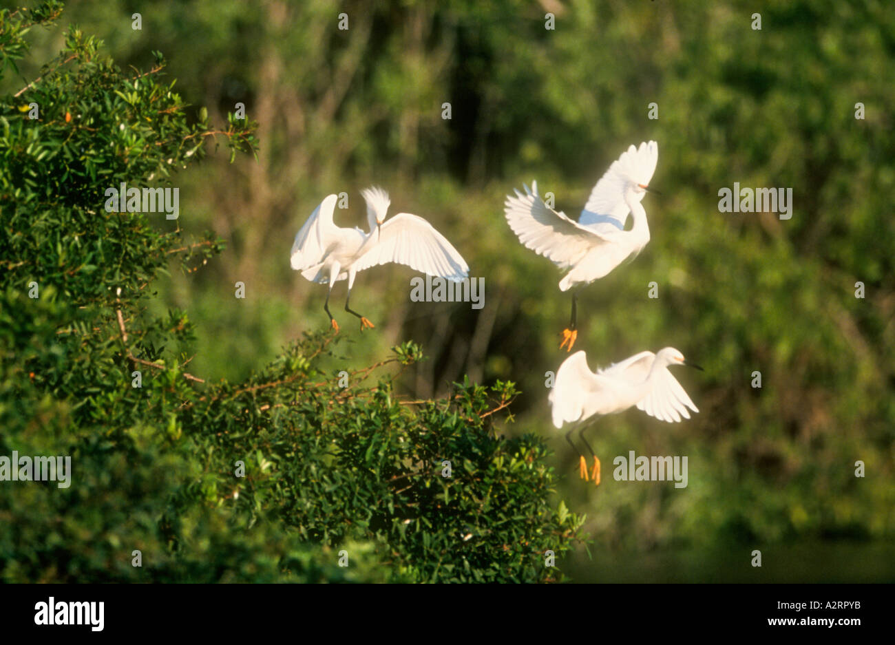 3 snowy egrets leaping from tree Stock Photo