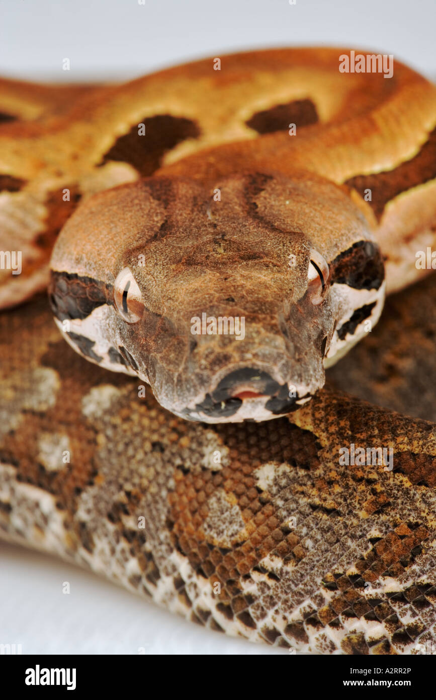 Madagascar Ground Boa Acrantophis madagascariensis Madagascar Stock