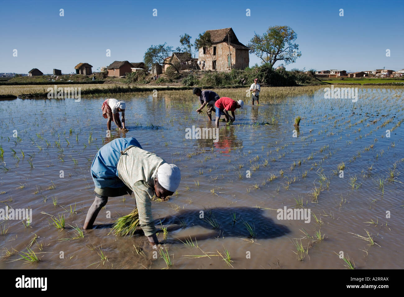 Rice paddies and agricultural fields around Antananarivo capital city of Madagascar Stock Photo