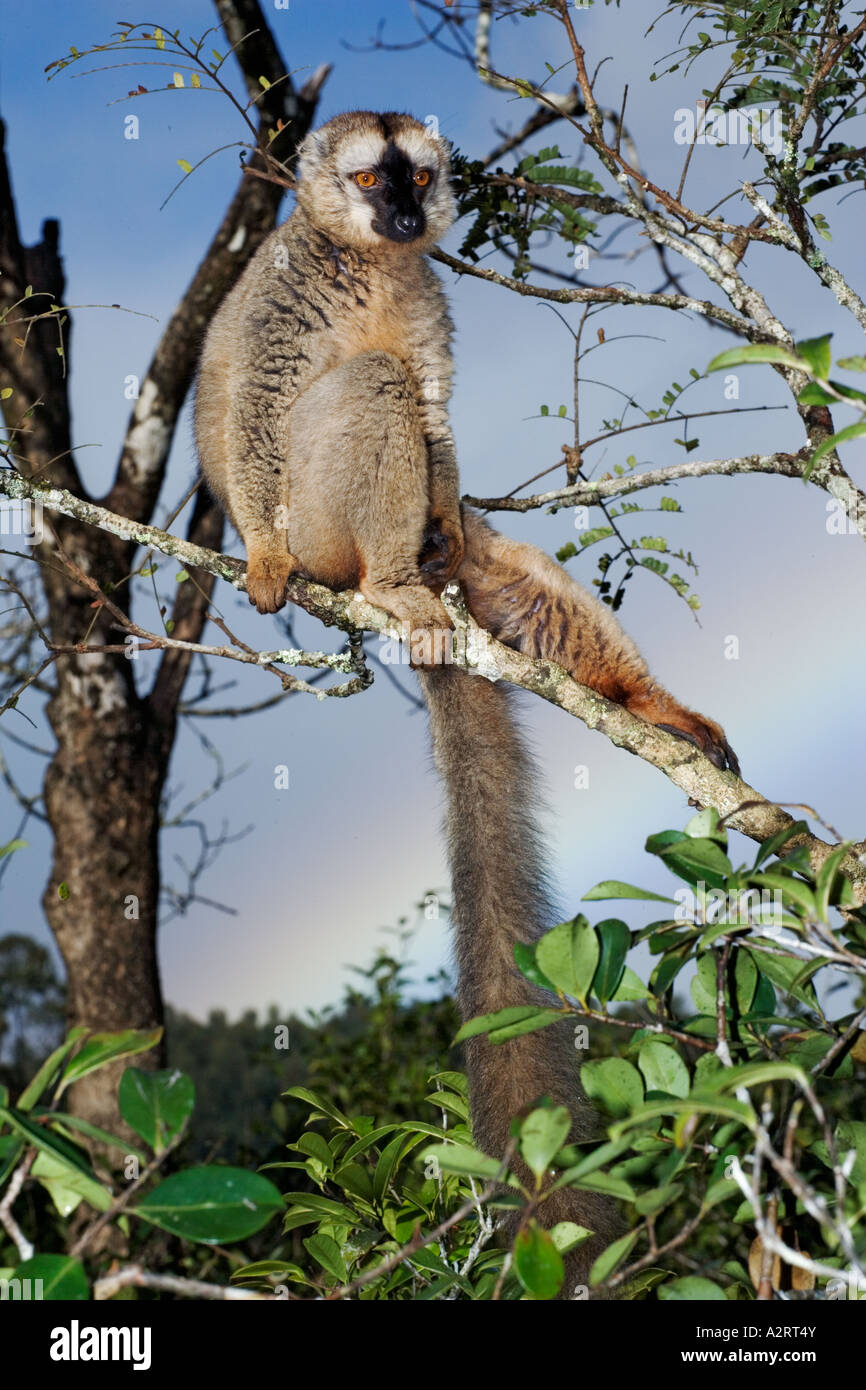 Common Brown Lemur Eulemur fulvus fulvus Madagascar Stock Photo