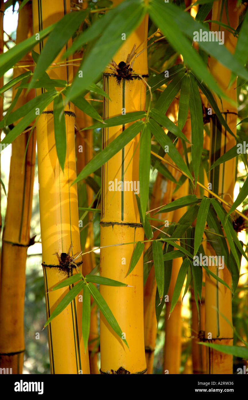 Bambusa vulgaris Vitatta striata yellow culm Basini bans Gui lu zhu Barcode Golden Ivory Painted Tigerstripe Green stripe Stock Photo