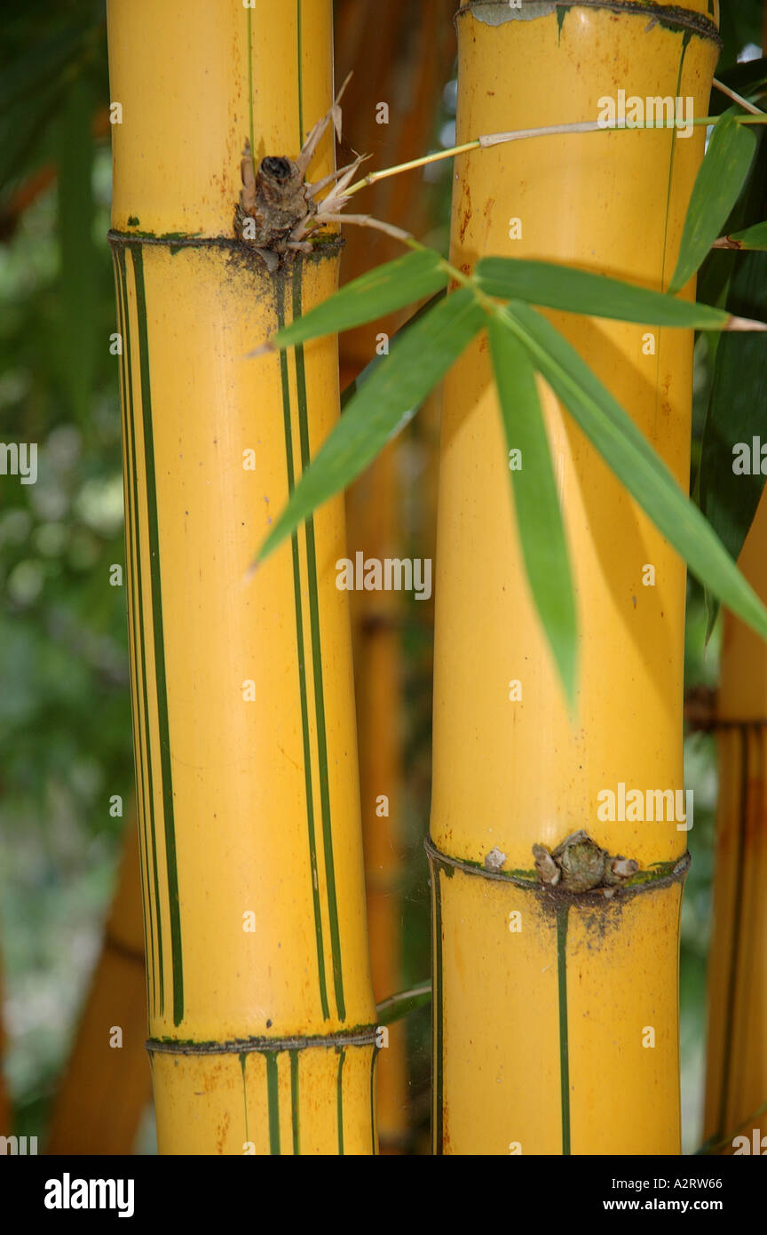 Bambusa vulgaris Vitatta striata yellow culm Basini bans Gui lu zhu Barcode Golden Ivory Painted Tigerstripe Green stripe Stock Photo
