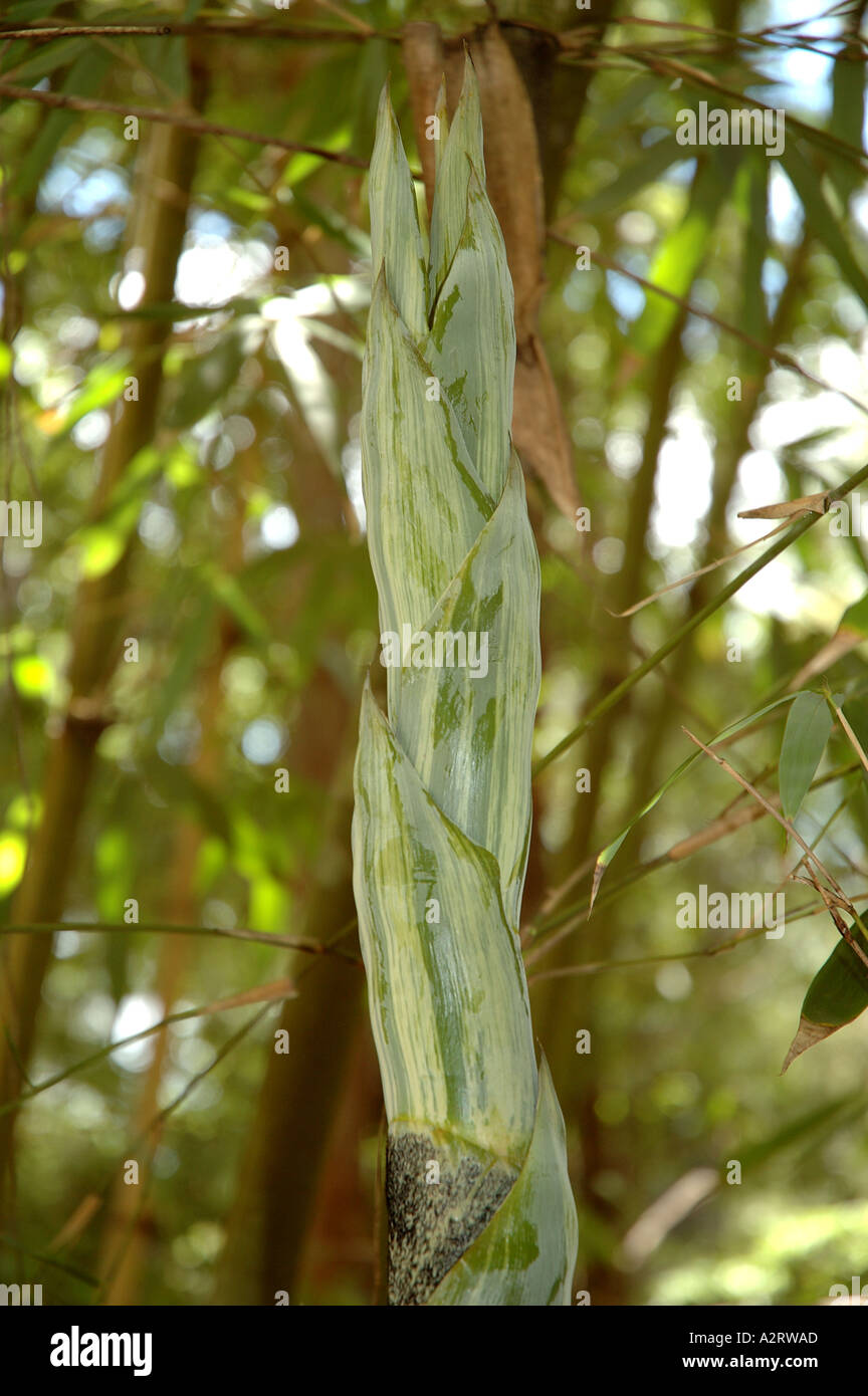Bambusa longispiculata Mitenga Tabin daing wa Mahal ivory green striped new shoot Stock Photo