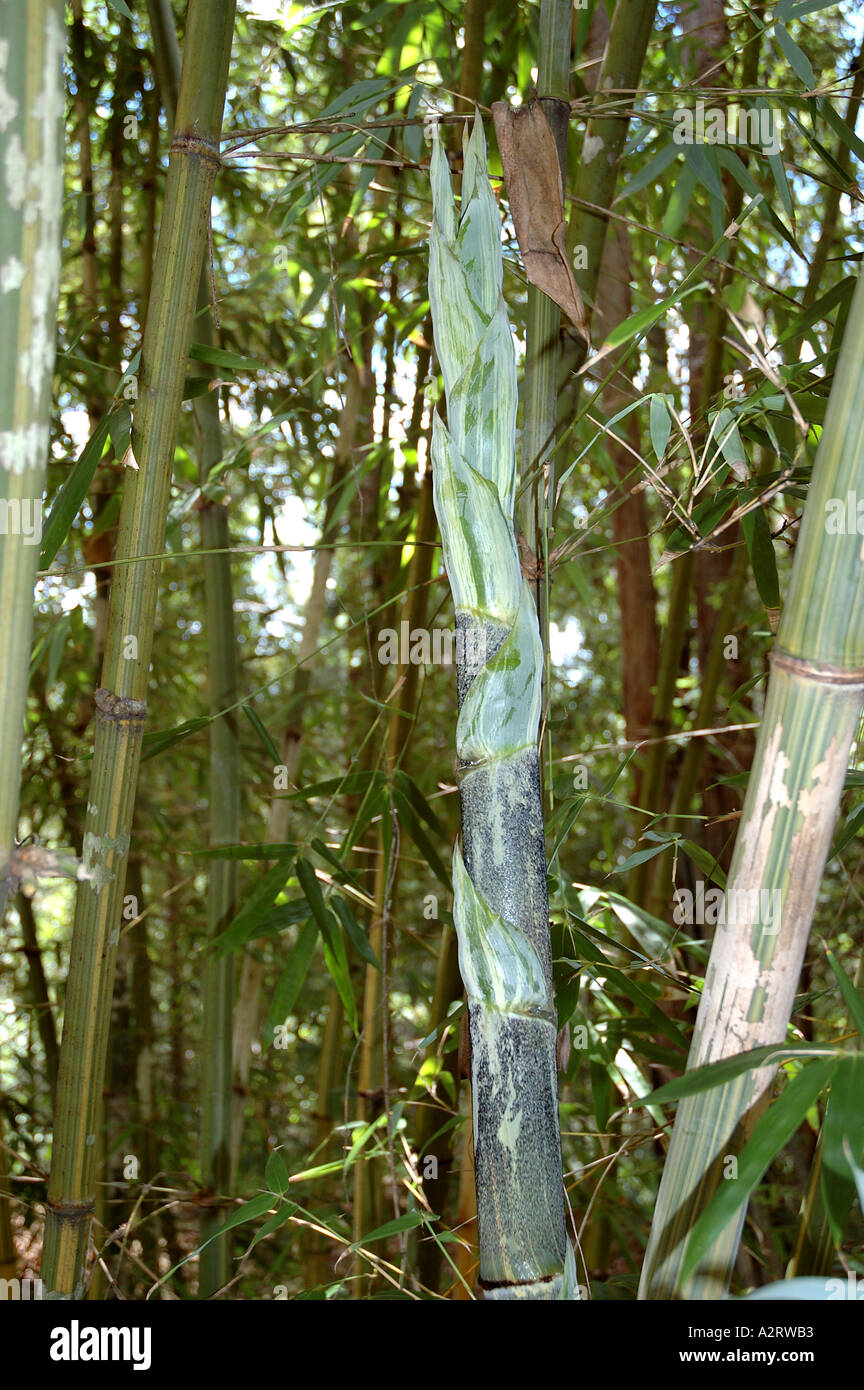 Bambusa longispiculata Mitenga Tabin daing wa Mahal ivory green striped new shoot Stock Photo