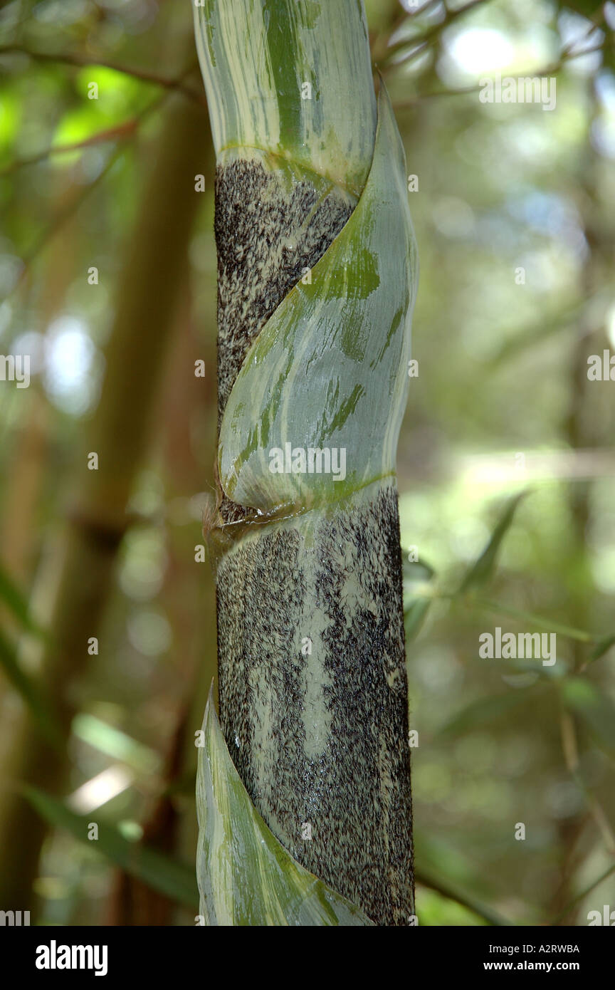 Bambusa longispiculata Mitenga Tabin daing wa Mahal ivory green striped new shoot Stock Photo