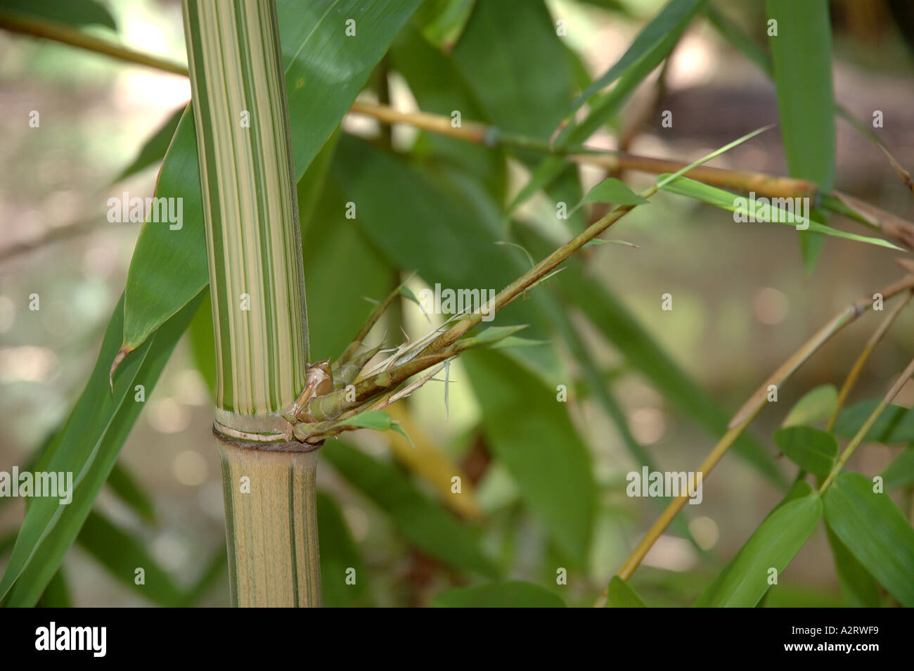 Dendrocalamus Maroochy striated variegated variagated culms Stock Photo