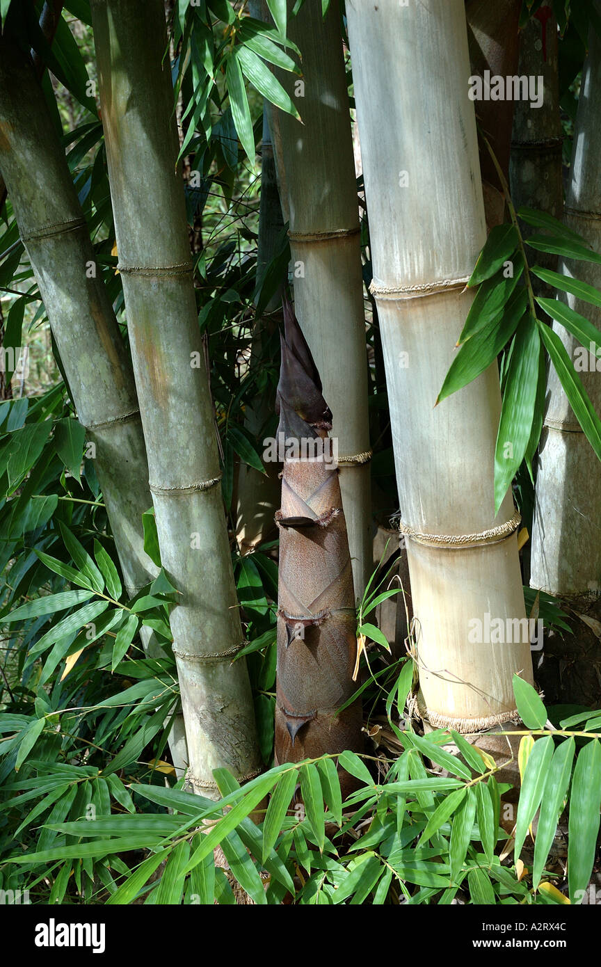 Dendrocalamus brandisii young shoots edible Bulka Kya lo wa Wanan May hok Phai bongyai Phai sangyen Stock Photo