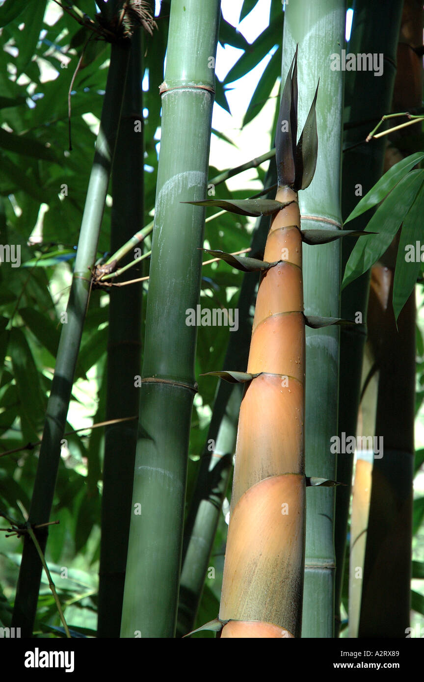 Dendrocalamus Latiflorus Young Edible Shoot Sweet Wa Bo Wani Ma Zhu file-bamboo-forest-jpg-wikimedia-commons