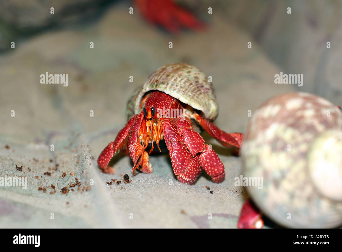 Strawberry Hermit Crab Stock Photo