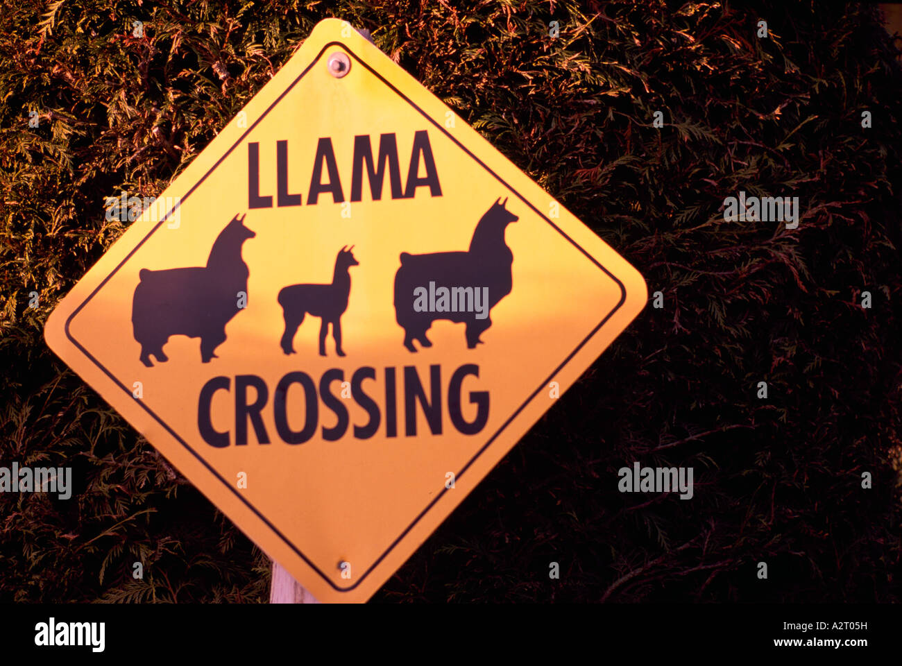 Road Sign, Caution Signs - Animal Crossing, Llama Animals Stock Photo