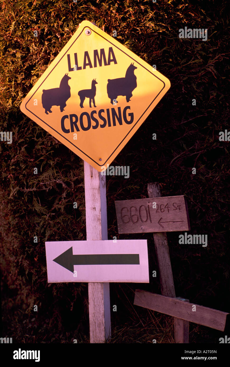 Road Sign, Caution Signs - Animal Crossing, Llama Animals Stock Photo